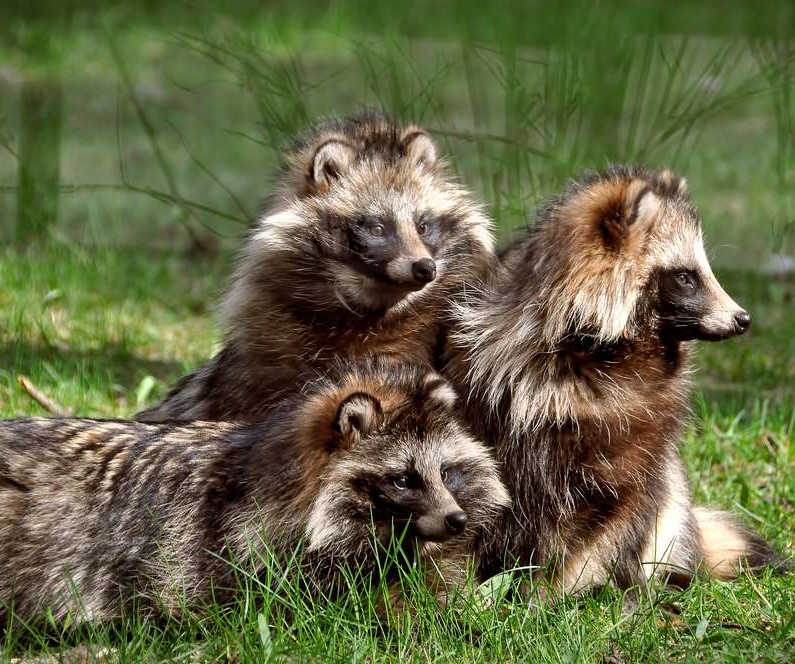 Raccoon dog Tanuki