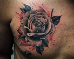Roses
