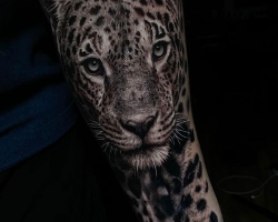 Cheetah