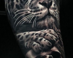 Cheetah