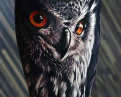 Owl