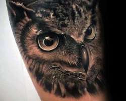 Owl