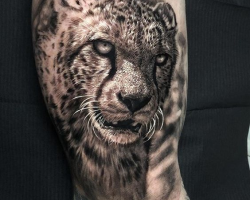 Cheetah