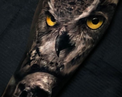 Owl