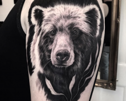 Bear