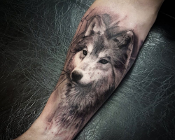 Wolf
