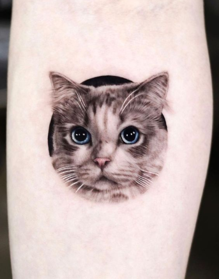 Realistic Designs of Cat