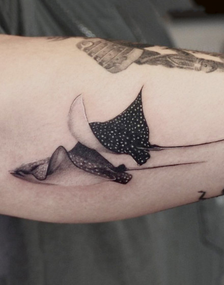A Fever of Stingrays